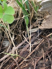 Oligosoma polychroma