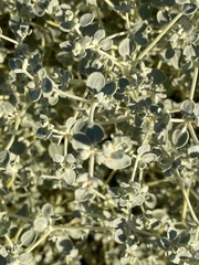 Tidestromia suffruticosa