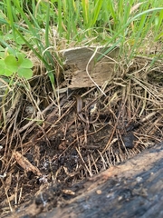 Oligosoma polychroma