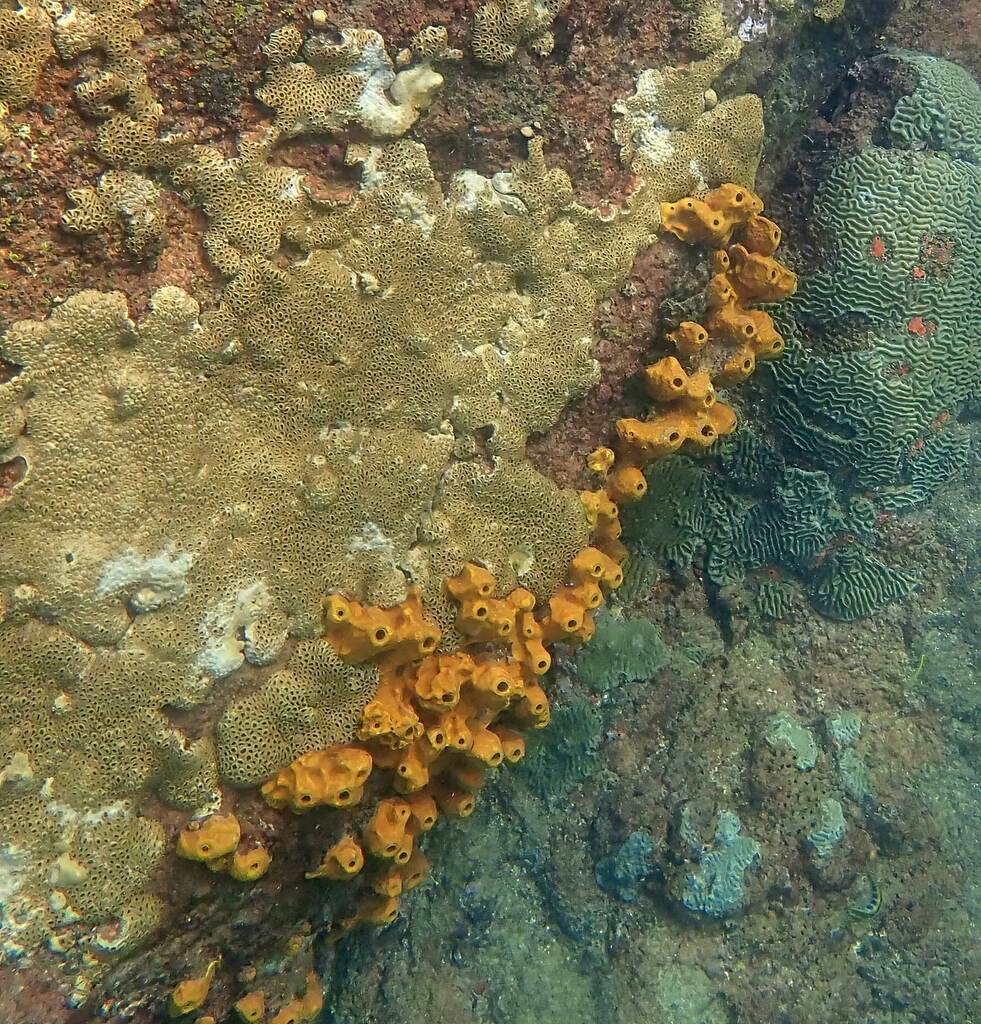 Yellow Tube Sponge from Tobago, Trinidad and Tobago on December 20