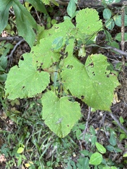 Vitis vulpina
