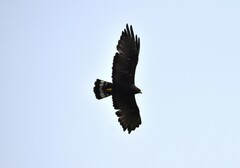 Buteo albonotatus