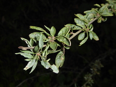 Prunus spinosa