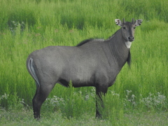 Boselaphus tragocamelus