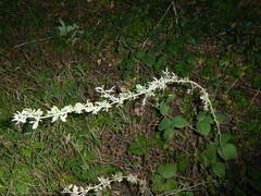 Prunus spinosa