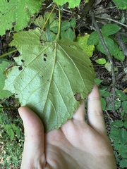 Vitis vulpina