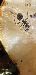Formica subsericea