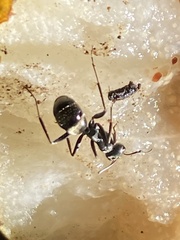 Formica subsericea