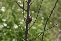 Diceroprocta viridifascia