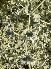 Tidestromia suffruticosa