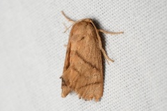 Apoda y-inversa