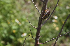 Diceroprocta viridifascia