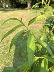 Prunus persica