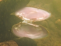 Ambleminae