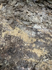 Brachyponera chinensis