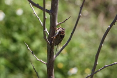 Diceroprocta viridifascia