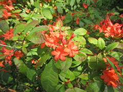 Rhododendron prunifolium