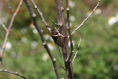 Diceroprocta viridifascia