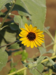 Helianthus argophyllus