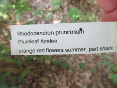 Rhododendron prunifolium