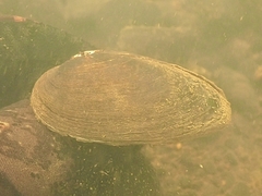 Ambleminae
