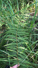 Thelypteris palustris
