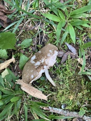 Pluteus cervinus