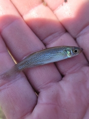 Fundulus escambiae