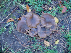Lyophyllum