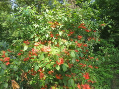 Rhododendron prunifolium