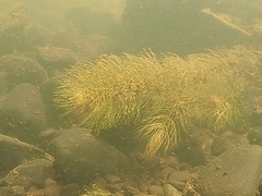 Ceratophyllum echinatum