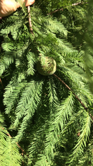 Taxodium distichum