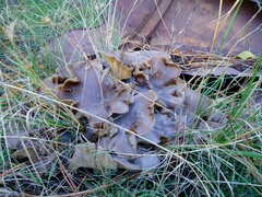 Lyophyllum