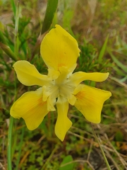 Moraea fugax
