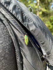 Buprestis aurulenta