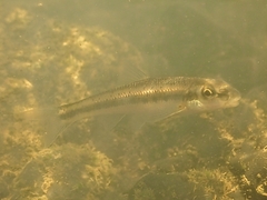 Erimystax dissimilis