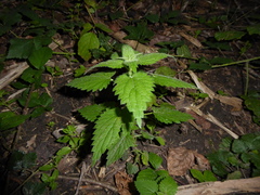 Urtica dioica
