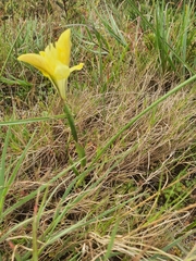 Moraea fugax
