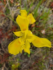 Moraea fugax