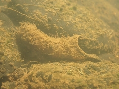 Polycentropodidae