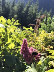 Bombus vancouverensis