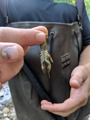 Cambarus carinirostris