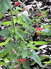 Mallophora leschenaulti