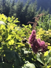 Bombus vancouverensis