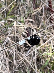 Mallophora leschenaulti