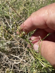 Ambrosia salsola