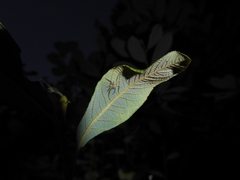 Anyphaena