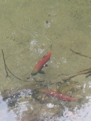 Oncorhynchus nerka