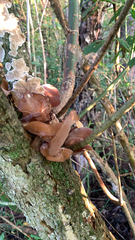 Auricularia