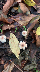 Lepiota rubrotinctoides